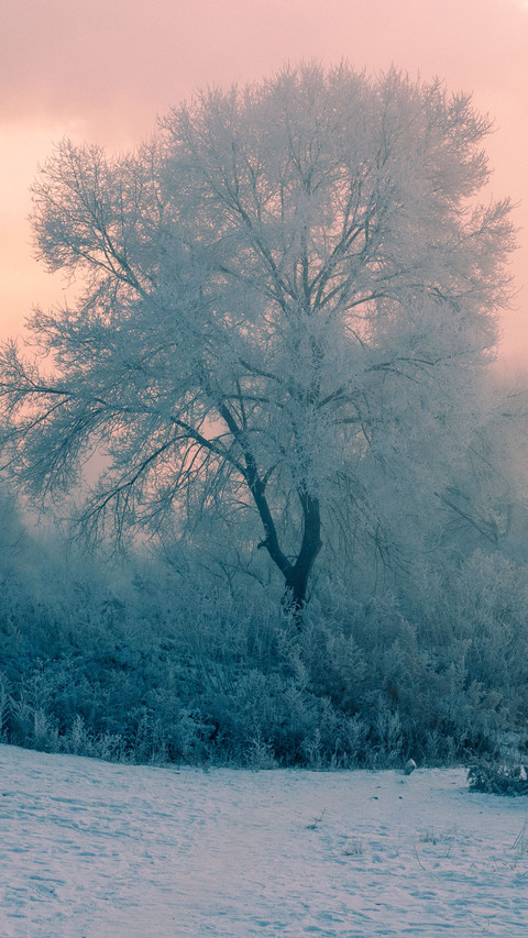 Rime ice by the riverside preview