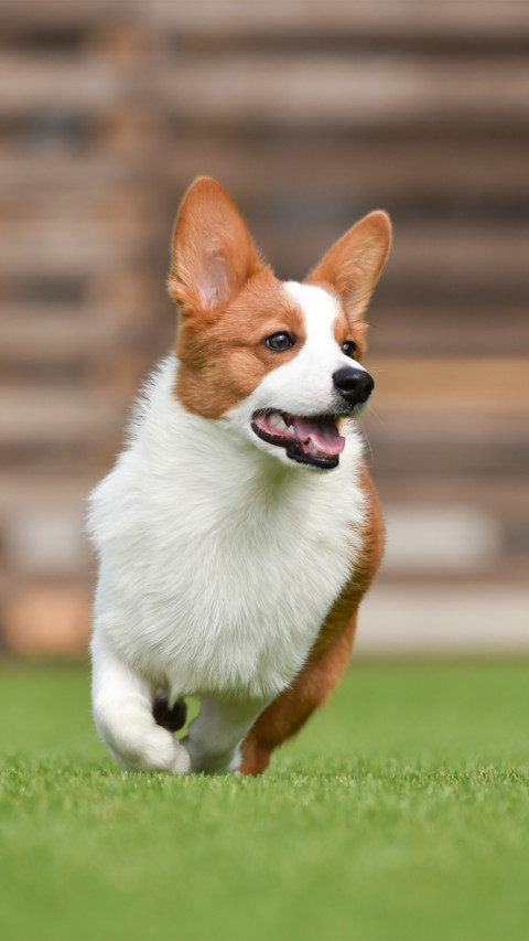 Dog preview