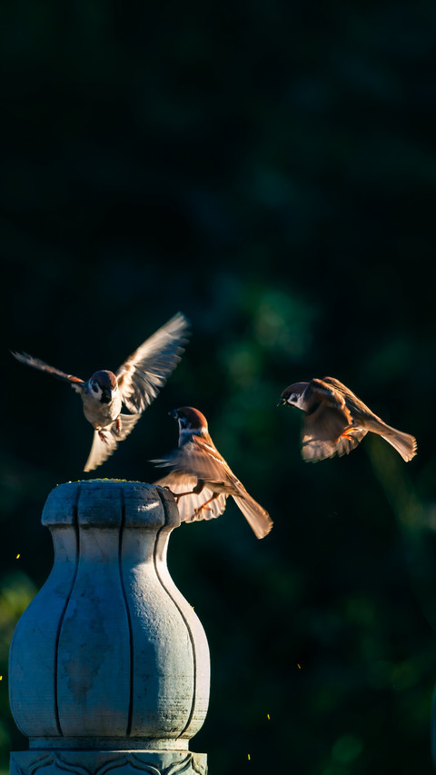 The sparrow whispers softly on the branch preview