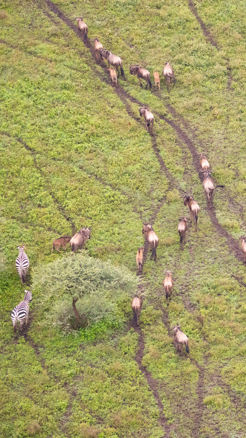 The great migration of animals seen from a hot air preview