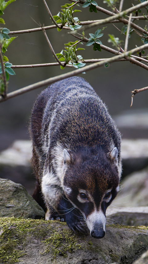 The ground sniffing technique of the south raccoon preview