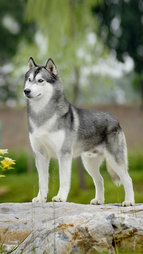How do owners find dogs sick 5 preview