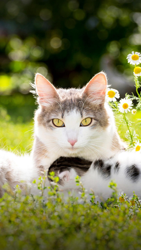 Pet cat68 preview