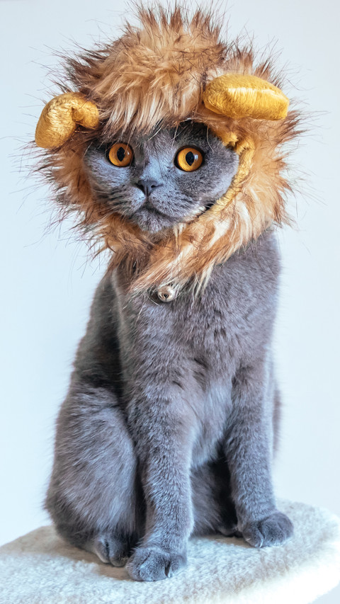 High cold cats are stupid which can be compared to two ha 9 preview