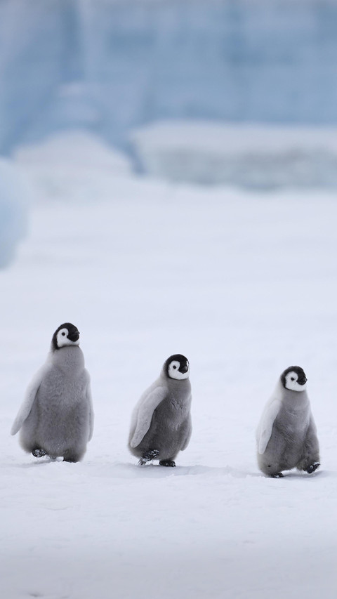 What a cute penguin really looks like 16 preview