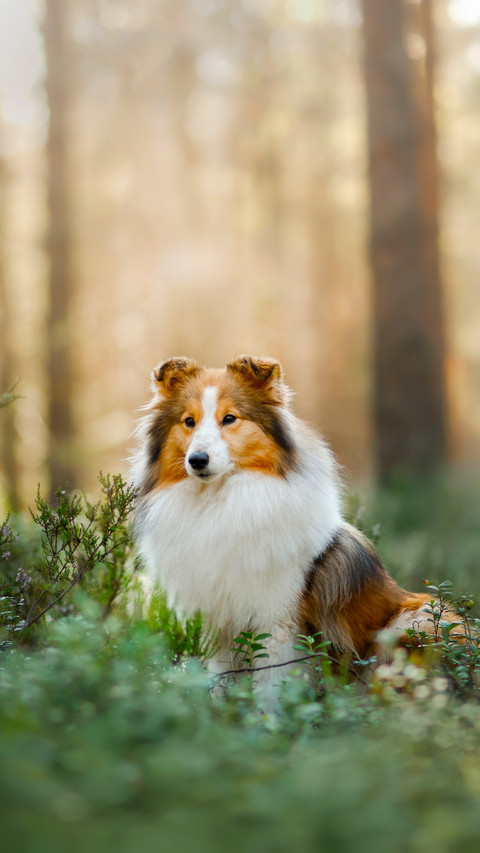 A Small Pet Walking  in The Forest preview