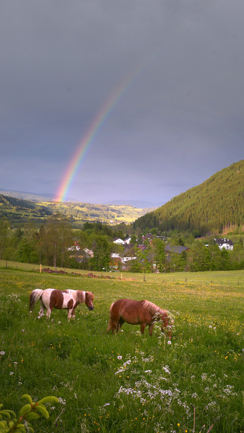 Rainbow Field Horse Grazing Austria preview