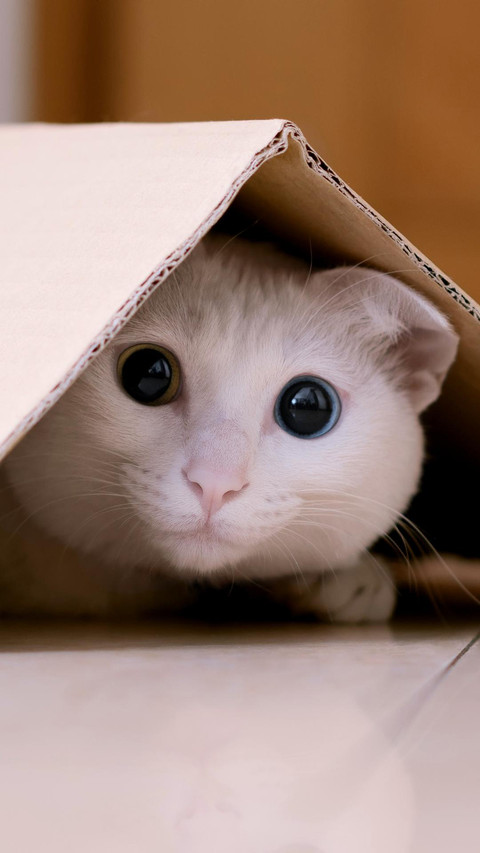 爱躲猫猫的小猫 preview