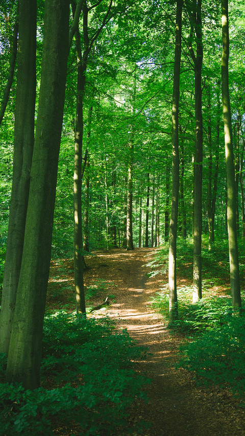 Forest Green Path preview