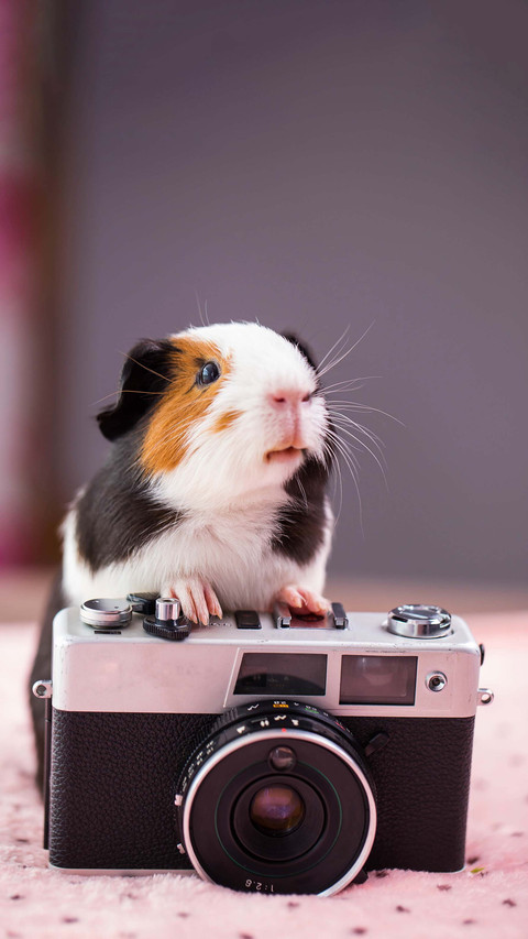 Hamster never gets drunk after drinking a thousand cups preview