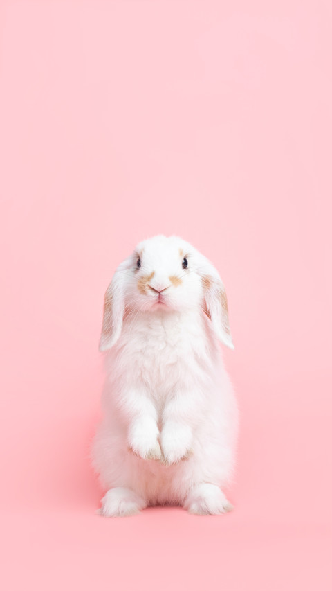 A White Cute  Holland Lop Rabbit Standing On Pink Background preview