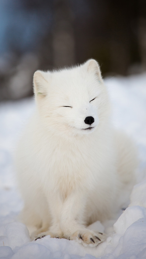 international_animal (7) preview