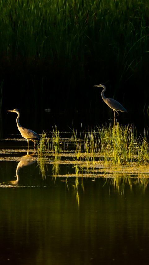 A glimpse of a heron preview