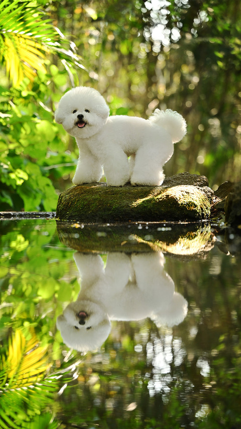 A bichon frise on the rock preview