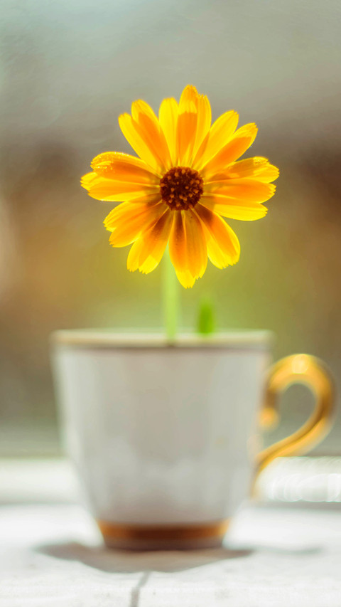 beautiful flower-03 preview