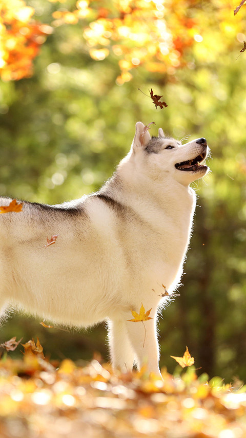 放纵不羁的哈士奇 preview