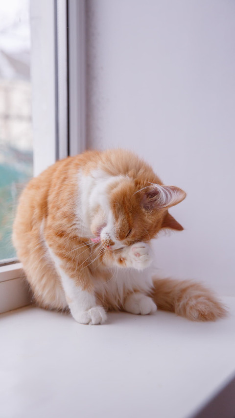 Adorable Kitten Pose, Inviting Warmth and Joy preview