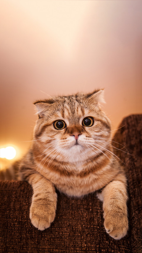 Why is it not recommended to keep a cat with folded ears preview