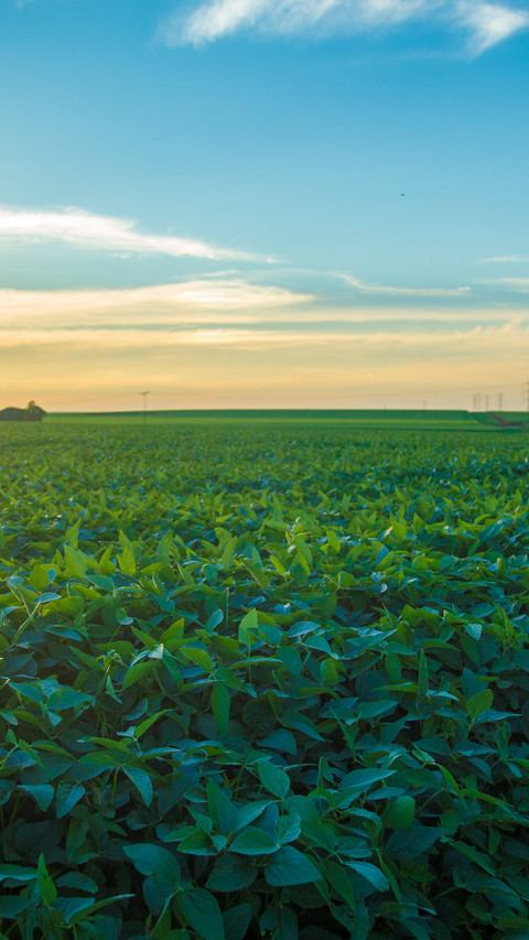 soybean field preview