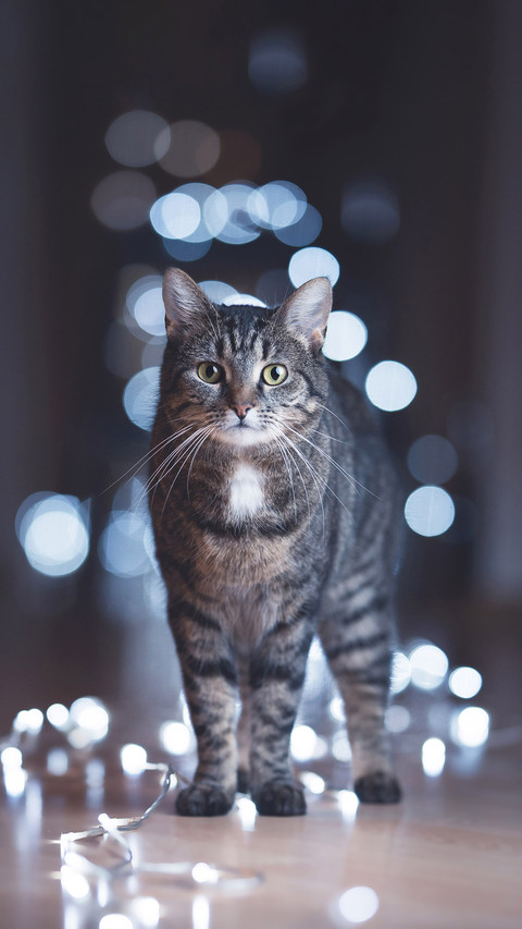 a Cat Standing on the Floor Surrounded by Cold Bokeh Lights preview