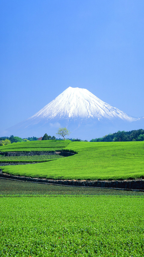 Green Tea Fields and Mount Fuji preview