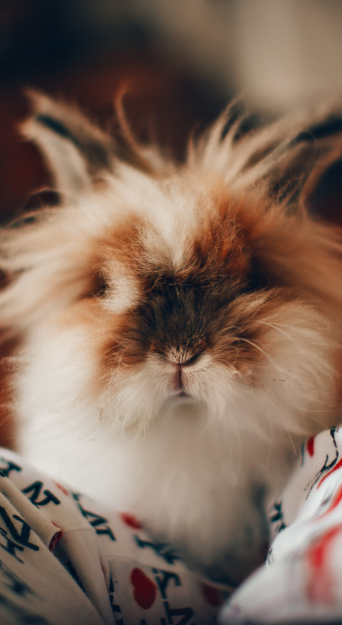 Cute Animals (17) preview