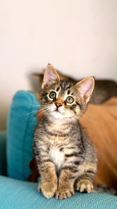 Pet animal; cute kitten tabby preview