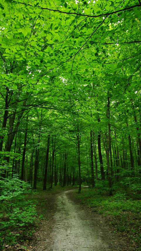 Eye-friendly forest wallpapers preview