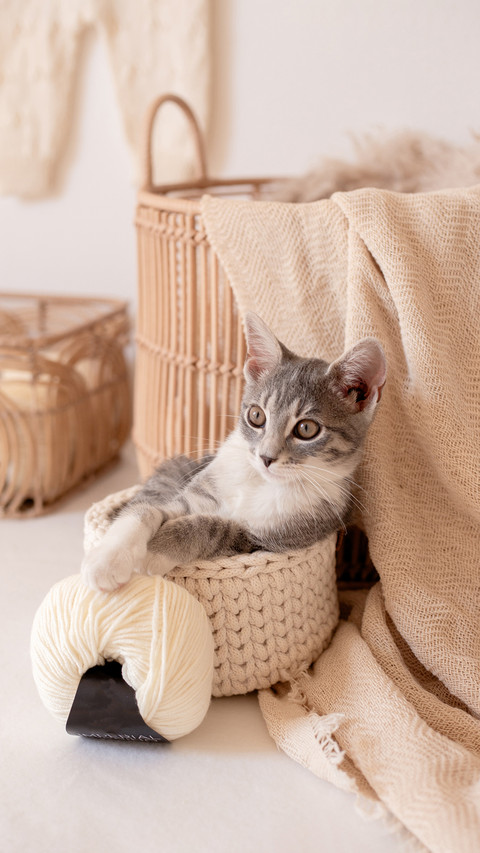 Why do cats love playing with wool balls preview