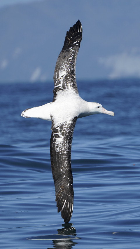 Albatross Bird Fly over Sea preview