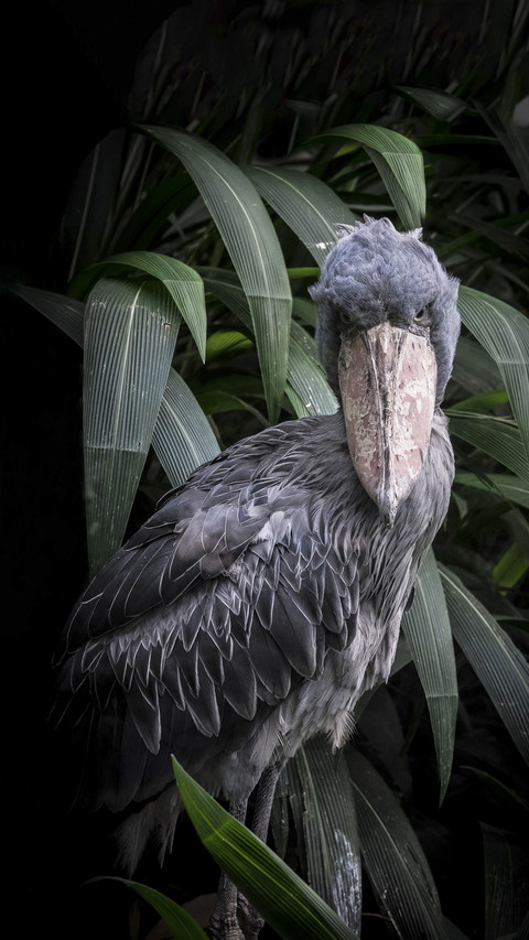 Cute Shoebill Bird preview