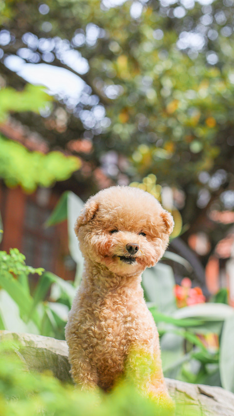 How to Make Dog Hair Better 9 preview
