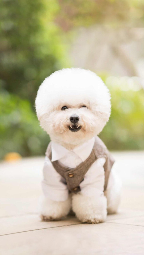 Dog480 preview