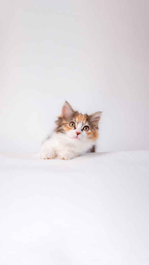 Cute fluffy pet kitten lying on a white background preview