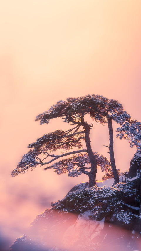 卧谷听松 preview