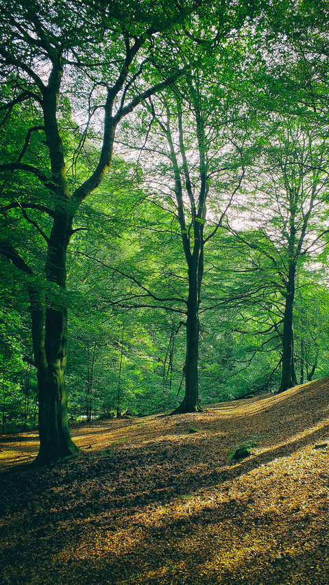 Green forest trails preview