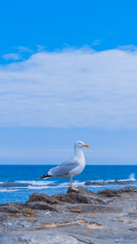 Why do seagulls snatch food preview