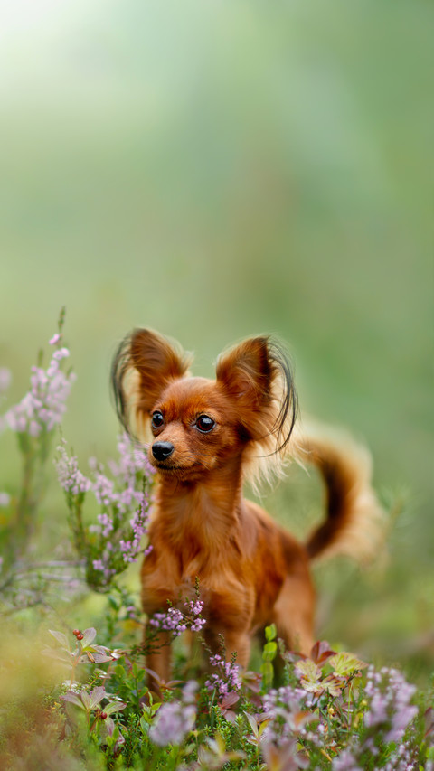 Russian Toy Terrier in the Autumn Forest preview