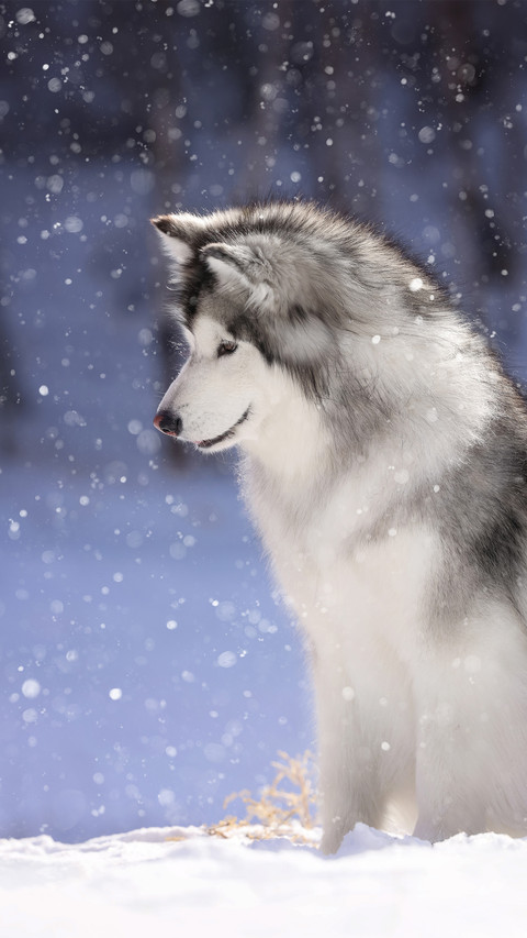 An alaskan malamute with its head drooping in the snow preview