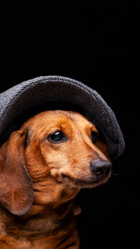 A golden retriever wearing a hat preview