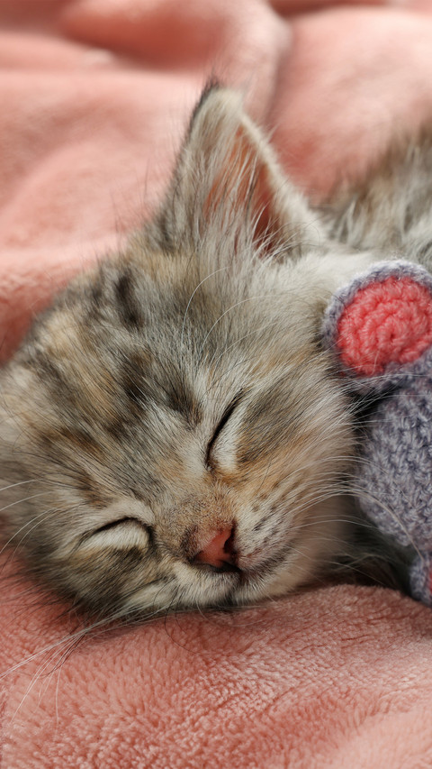 The cat is sleeping with a toy in its arms preview