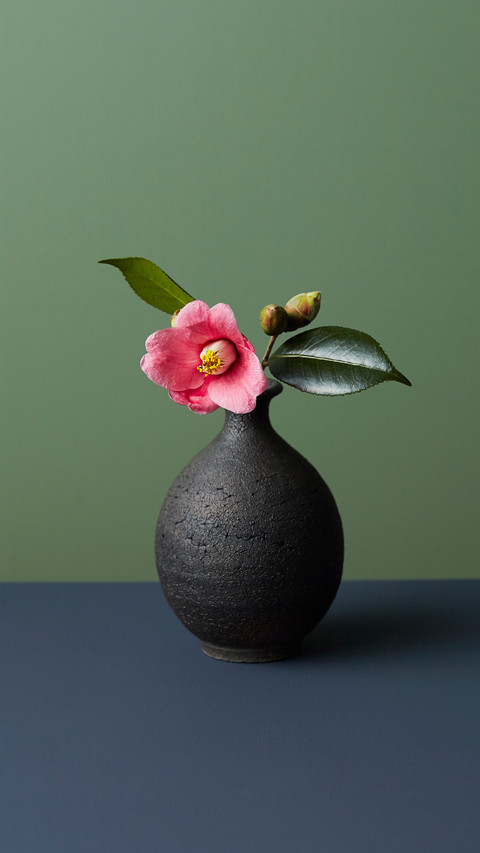 How to fertilize Camellia 64 preview