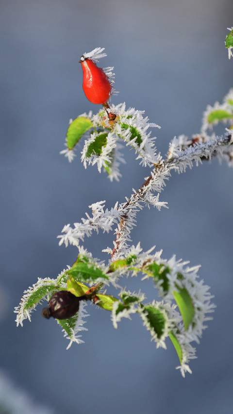 Winter plants preview