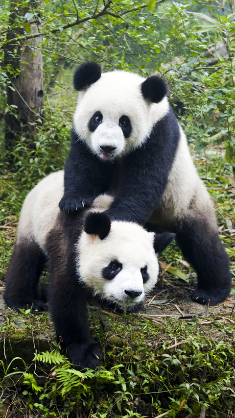 Lovely Panda in Forest preview