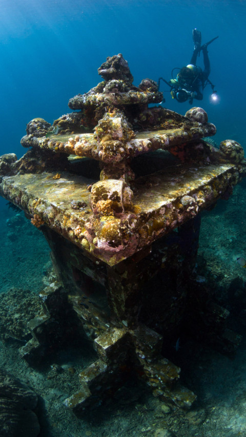 Marine Life (10) preview
