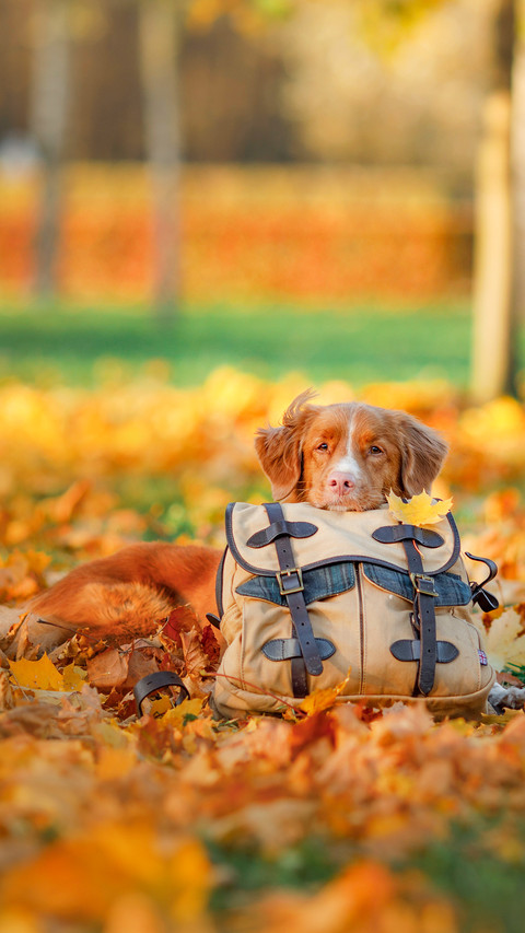 The dog lies on a bag in the autumn in park preview