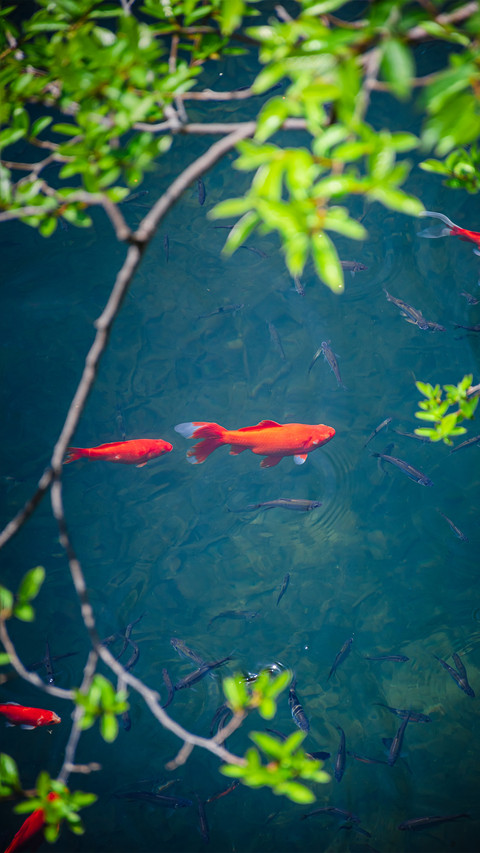 Red koi fish preview
