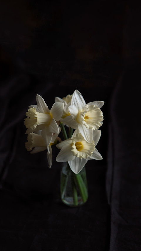 Bouquet of white blossom daffodils on the black background preview