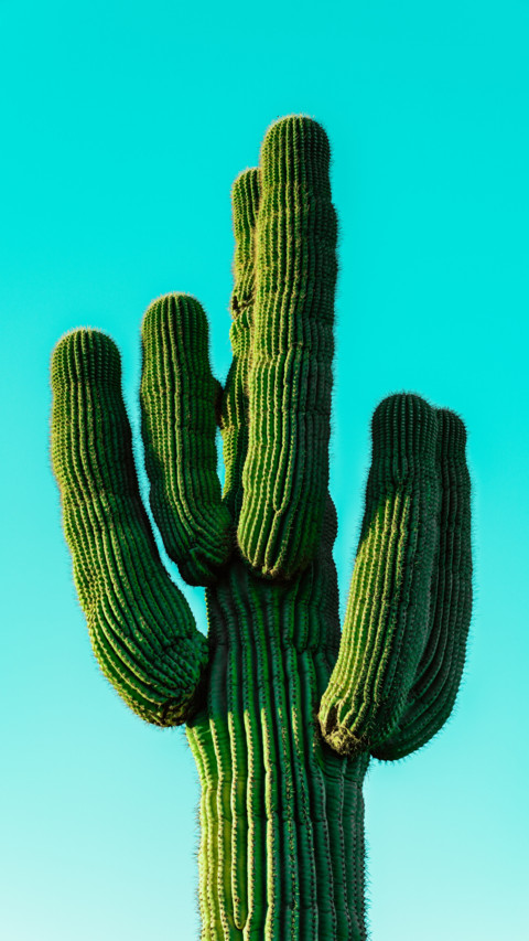 Flowers and Plants (15) preview
