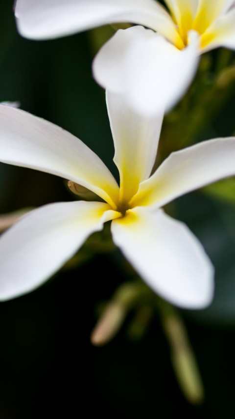 Flowers and Plants (24) preview